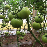 tomato-netting-s
